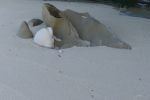 PICTURES/La Jolla Cove/t_Rock Seals.JPG